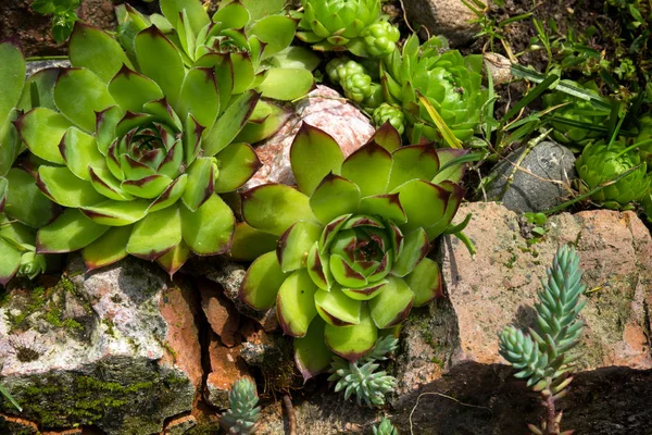 Aye-grön eller houseleek (Sempervivum) i ett stenparti. — Stockfoto