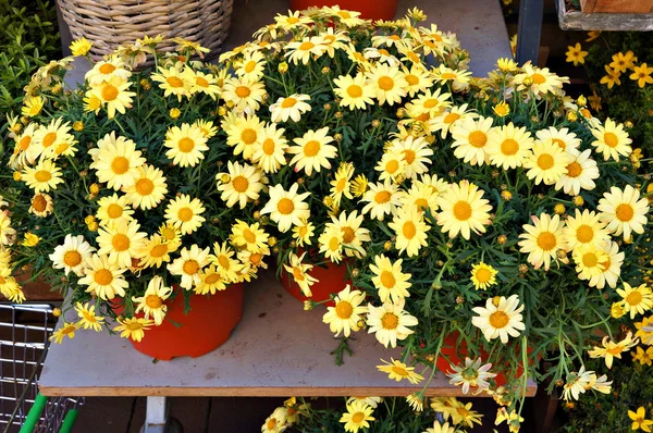 Flores amarillas de marguerita en el mercado . — Foto de Stock