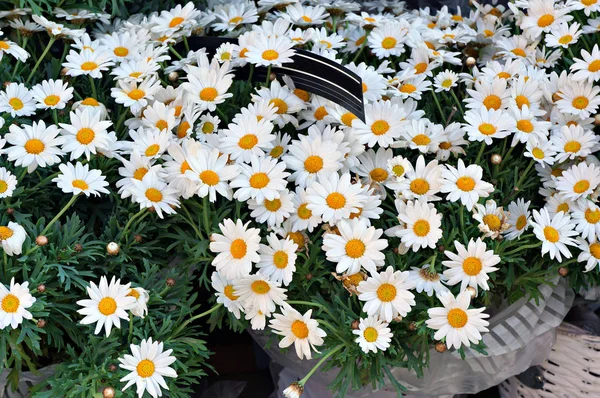 Fehér marguerite virágok. Ox-eye margaréta a piacon. — Stock Fotó