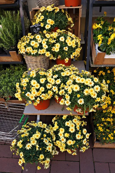 Gelbe Margeritenblüten auf dem Markt. — Stockfoto