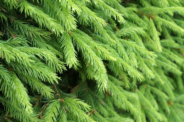 Groene naalden voor jonge fir tree in bos. — Stockfoto
