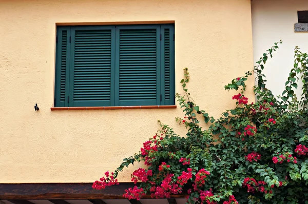Zielone rolety przeciwsłoneczne na oknie i kwitnące rośliny. — Zdjęcie stockowe
