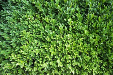 Kutu ağacının yaprağı (Buxus sempervirens)).