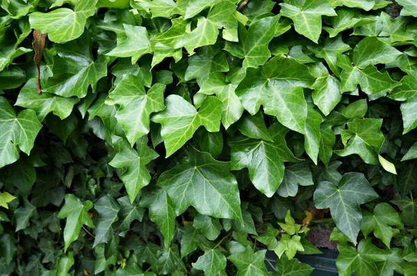 Зелене листя плюща (Hedera). — стокове фото