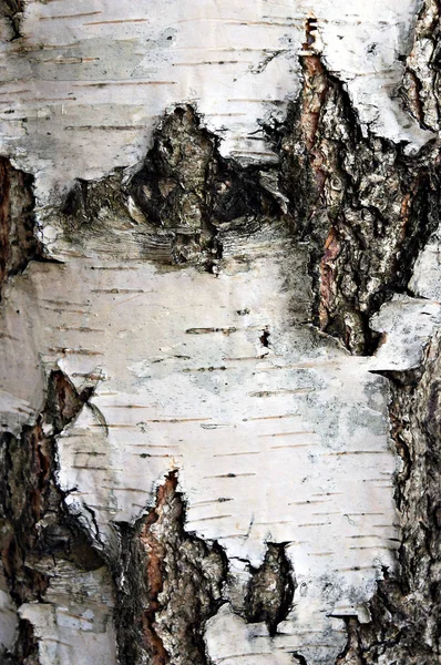 Bark of birch tree. — Stock Photo, Image