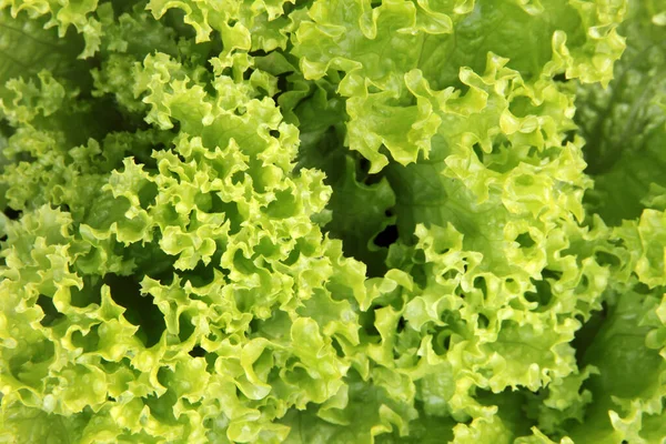 Lechuga Verde Fresca Fondo Verde Natural Abstracto —  Fotos de Stock