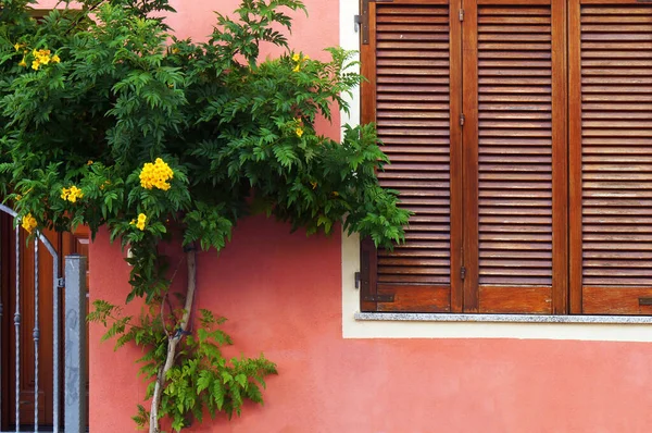 Tree Blooming Ryellow Flowers Window Wooden Sun Blinds Porto San — Stock Photo, Image