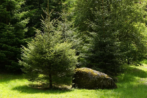 Yazın Ormanda Genç Yeşil Köknar Ağacı Taş — Stok fotoğraf