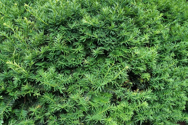 Yew Tree Taxus Cuspidata Growing Branches Young Green Needles — Stock Photo, Image