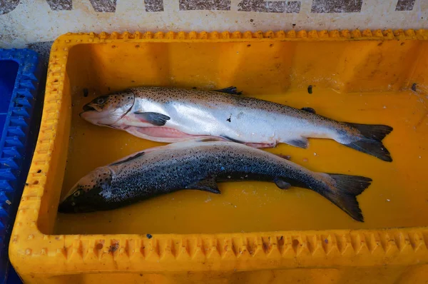 Freshly Caught Fish Trout Baltic Sea — Stock Photo, Image