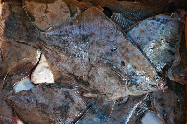 Freshly Caught Fish Flounder Plaice Baltic Sea — Stock Photo, Image