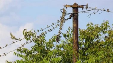 Kırlangıçlar teller üzerinde