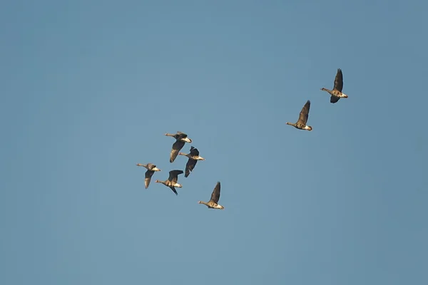 Gansos volando — Foto de Stock