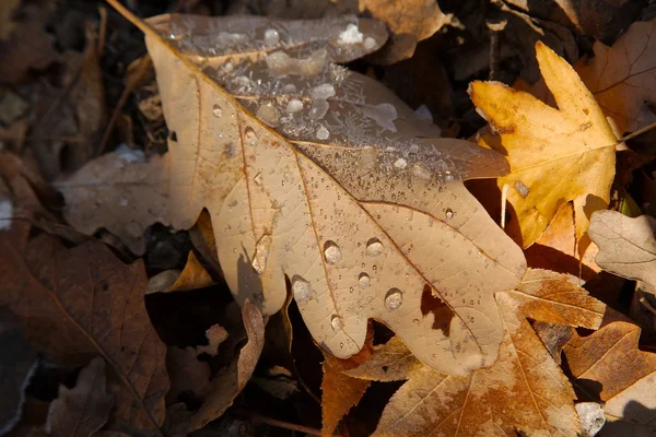 Fallen frosty leaves — Stock Photo, Image