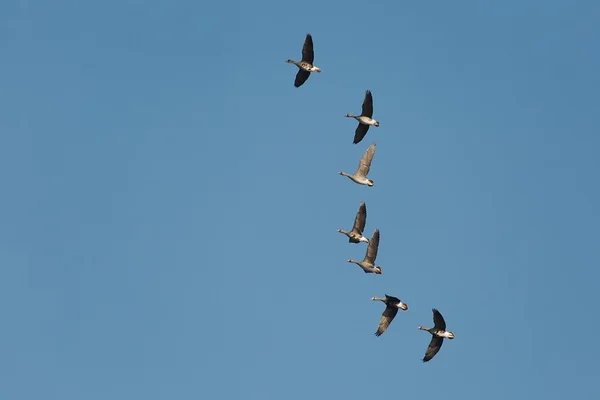 Gänse fliegen auf — Stockfoto