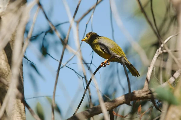 BELLBIRD στα δέντρα — Φωτογραφία Αρχείου