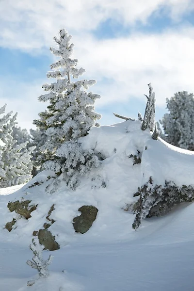 Paisaje nevado de invierno —  Fotos de Stock