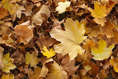 Düşen sonbahar yaprakları