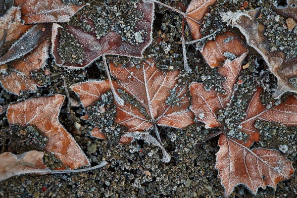Folhas geladas caídas — Fotografia de Stock