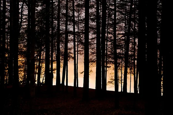 森林的暮色背景 — 图库照片