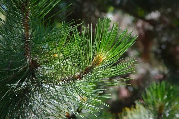 Dettaglio albero di pino — Foto Stock