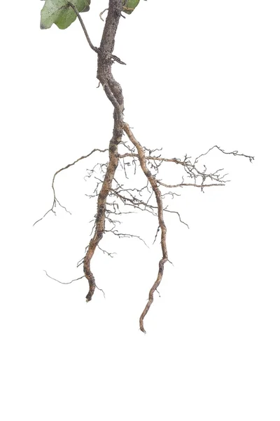 Encerramento das raízes vegetais — Fotografia de Stock