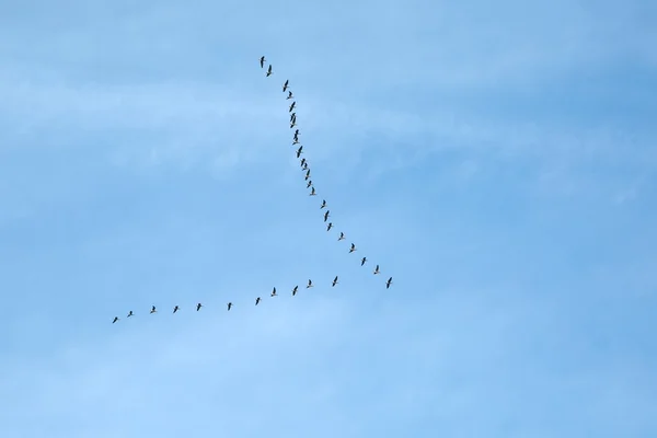 Flock of Geese Flying — Stock Photo, Image