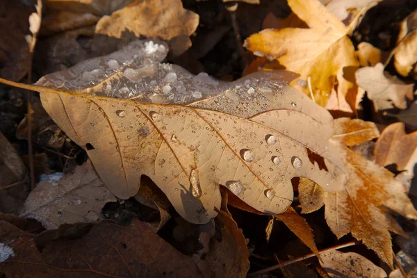 Fallen frosty leaves — Stock Photo, Image