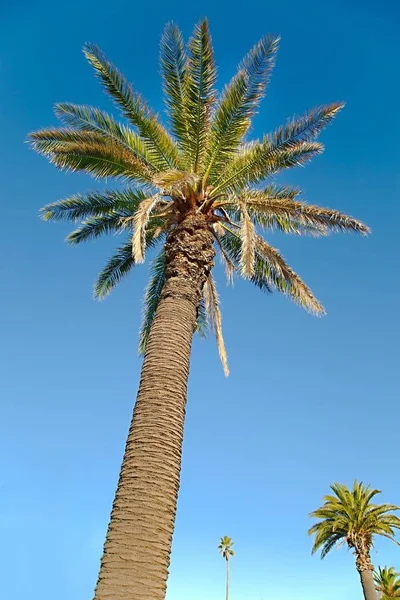 棕榈树低角度 — 图库照片