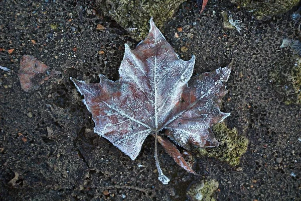 Fallen frosty leaves — Stock Photo, Image