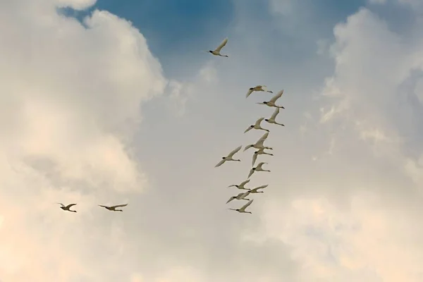 백조를 비행 — 스톡 사진