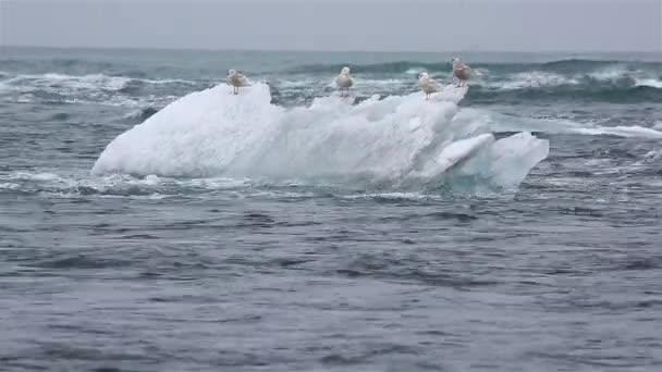 Ijsberg smelten op zee — Stockvideo