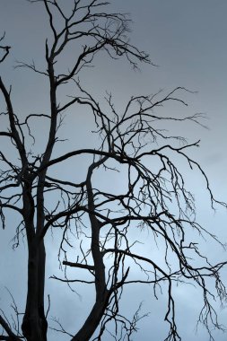 Çıplak ağaç dalları