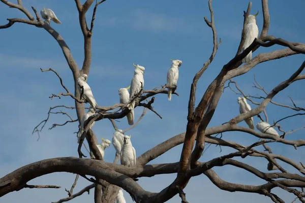 Bir ağaç üzerinde Cockatoos — Stok fotoğraf