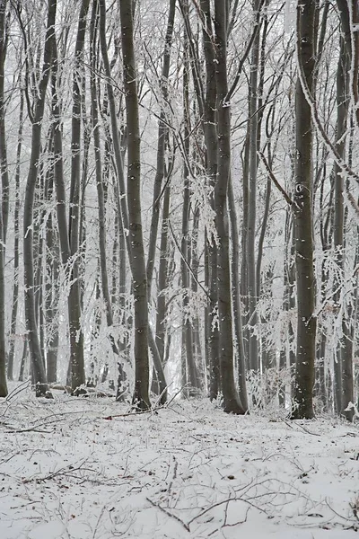 Winterbesneeuwd bos — Stockfoto