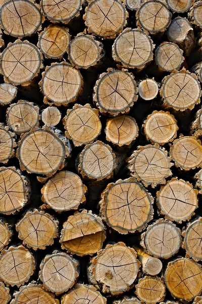 Log pilha de madeira — Fotografia de Stock