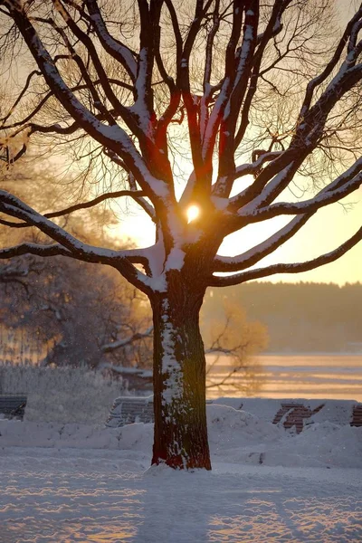 Atardecer árbol de invierno — Foto de Stock