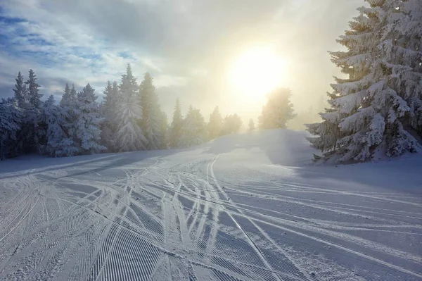 Vintern skog och solen — Stockfoto