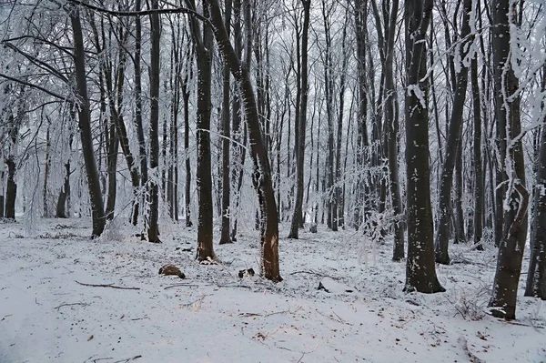 Winterbesneeuwd bos — Stockfoto