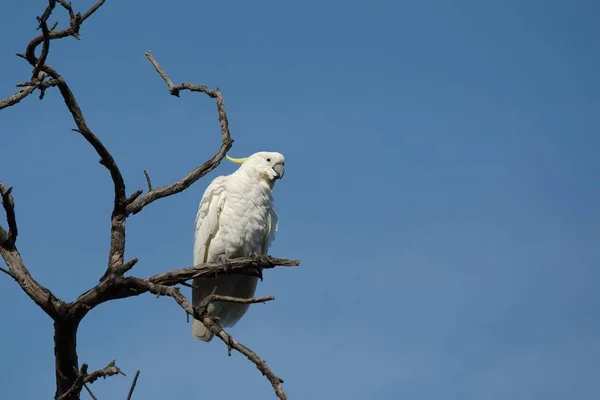 나무에 앵무새 — 스톡 사진