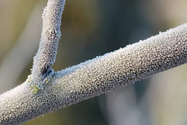 Primer plano de la rama del árbol de invierno — Foto de Stock