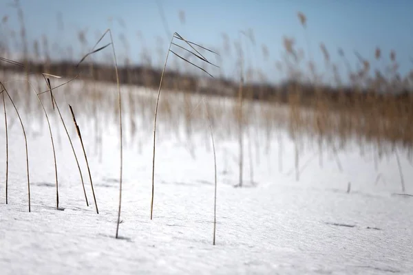 Winter besneeuwde weide — Stockfoto