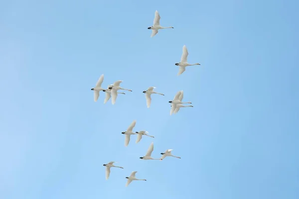 백조를 비행 — 스톡 사진