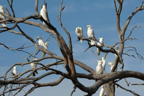 Bir ağaç üzerinde Cockatoos — Stok fotoğraf