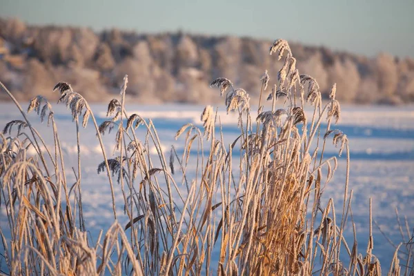 Zamrzlé jezero a reed — Stock fotografie
