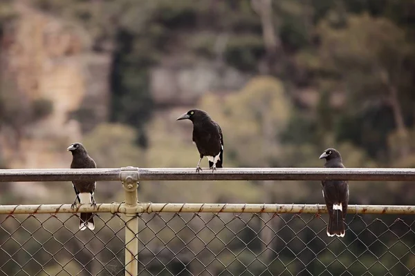 Bird on a fence — Stock Photo, Image