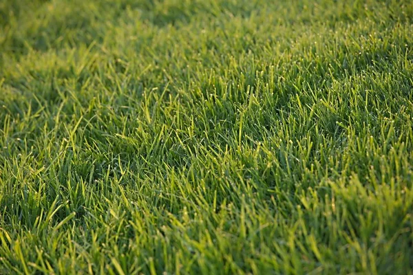 緑の草原 — ストック写真