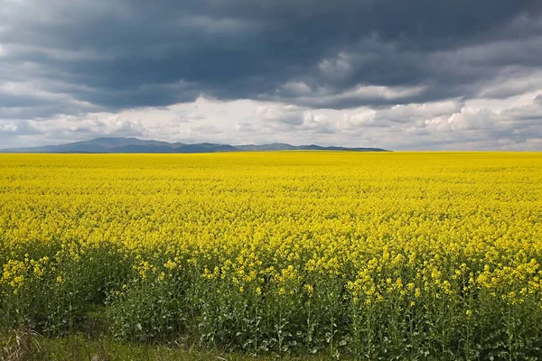 Raps fält landskap — Stockfoto