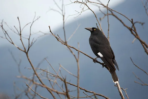 Bird on tree — Stock Photo, Image