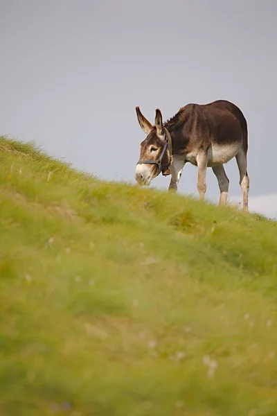 Grazing Donkey i — Stock Photo, Image